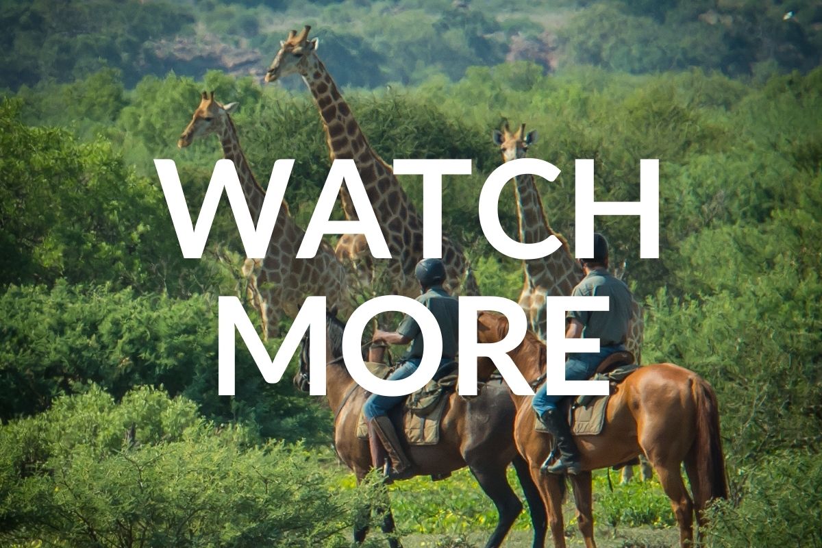 horses and riders watching giraffe nearby in the bush