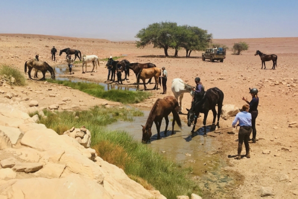 Horses drinking from spring in desert