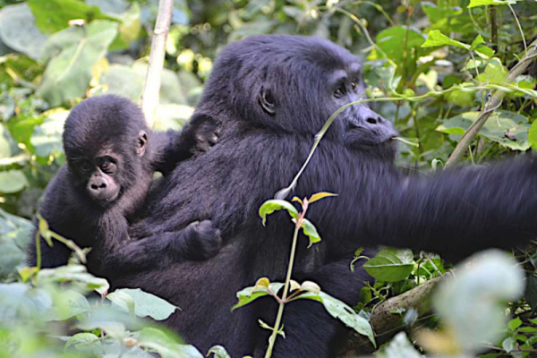 Gorilla in Bwindi