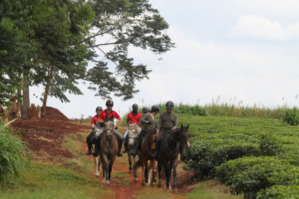 Horse riding through tea plantations