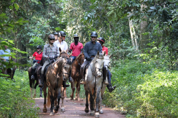 group of horses riding in forest