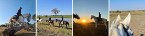 Collage of a Tuli horse riding holiday