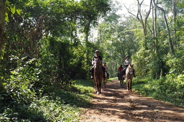 Horse riding through Mabira forest