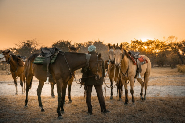 Horses at dawn