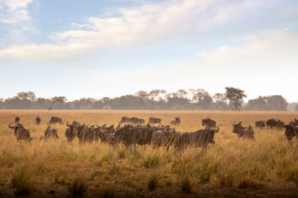herd of wildebeest