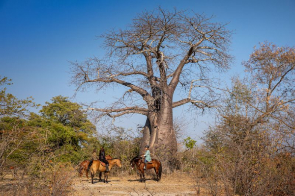 Horses and baobabs