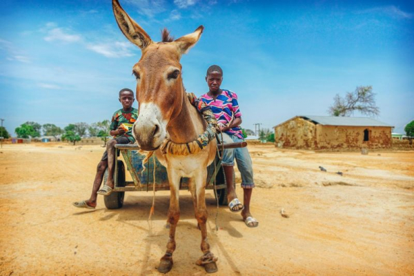 Donkey cart in Zambia