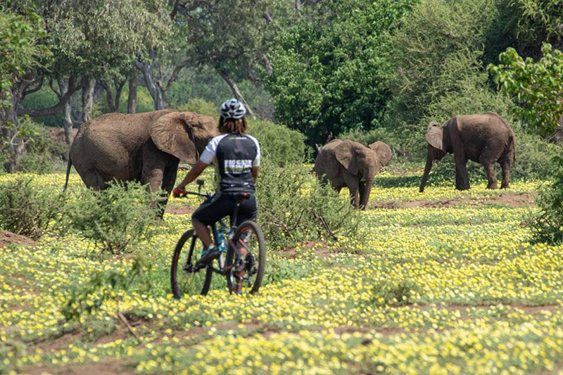 Cycle past a herd of elephants