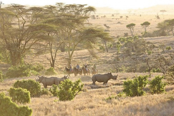 Rhinos and horses in Kenya