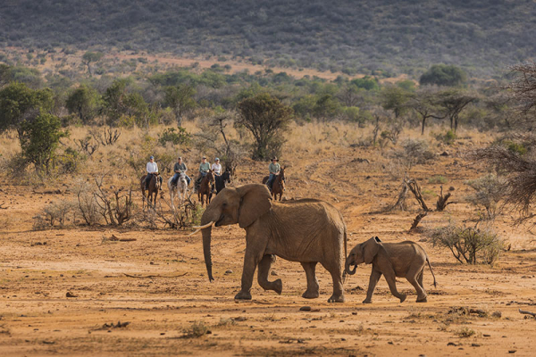 Elephant encounter in Kenya