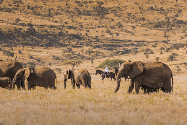 A close elephant encounter on a horseback safari