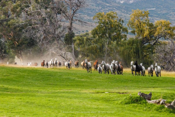 Herd of horses galloping across green field
