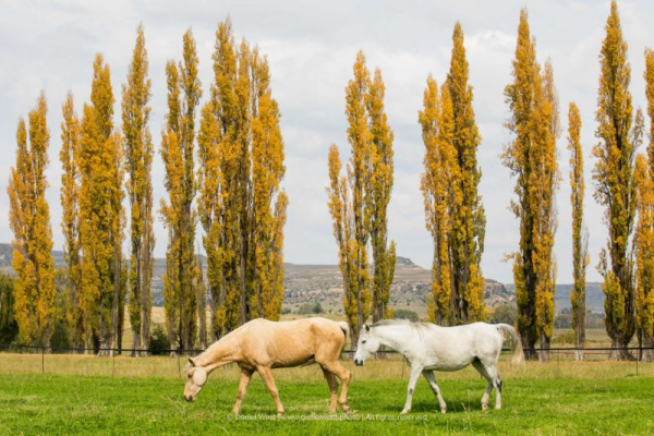 Palamino and white horse