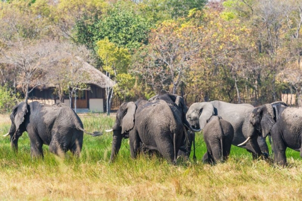 elephants in front of lodge