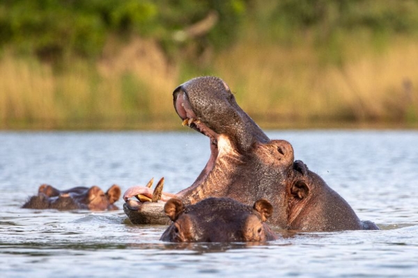 Hippos in the Zambezi