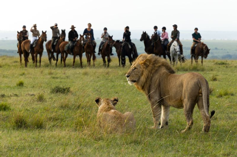 Horse riders watching lion in the Masai Mara