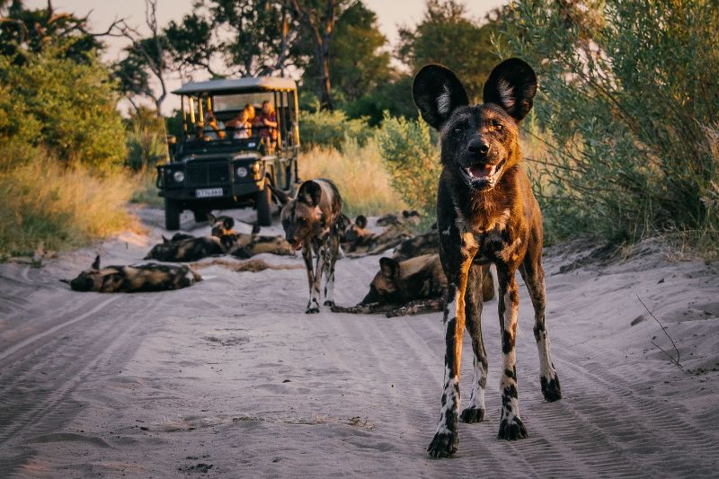 Wild dogs from game drive in the Okavango Delta