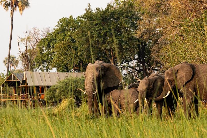 Elephants in front of Tented camp in the Okavango Delta