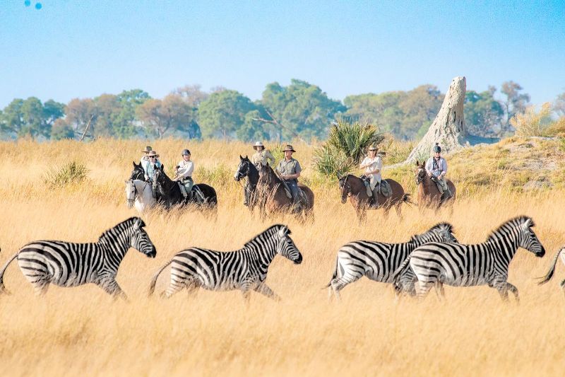 Riding with Zebra in the Okavango Delta