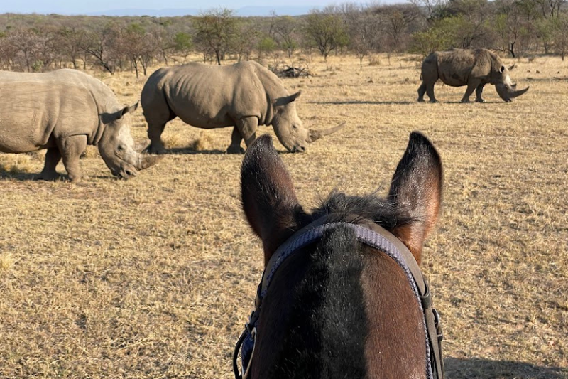 Horse riding with rhinos