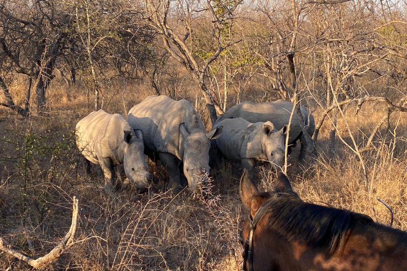 Horse Safari with Rhino