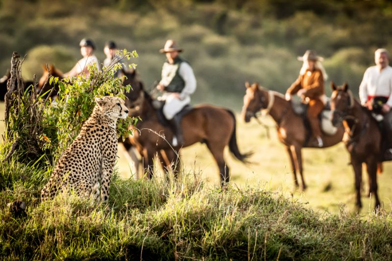 Cheetahs from horseback in the Masai Mara