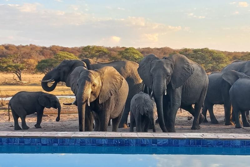 Elephants drinking from the swimming pool in Hwange