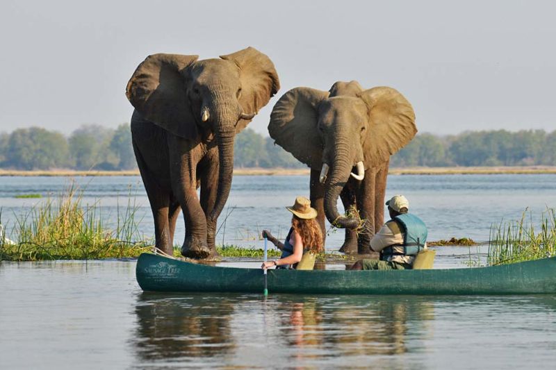 Kayking in Mana Pools with elephants