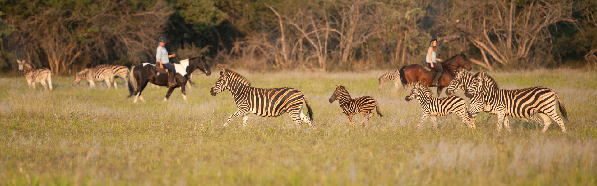 Horse riding with zebra
