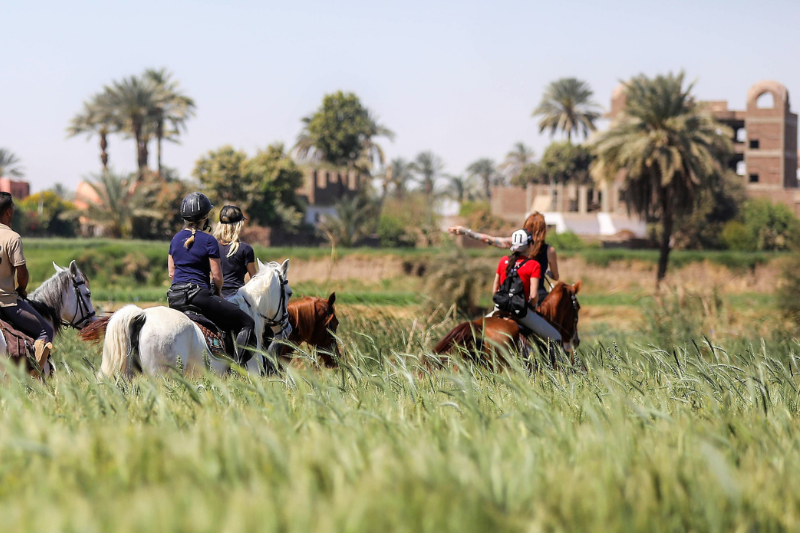 Horse riding in Luxor