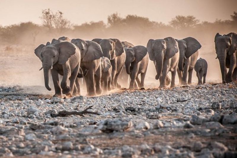 Herd of elephants in Etosha