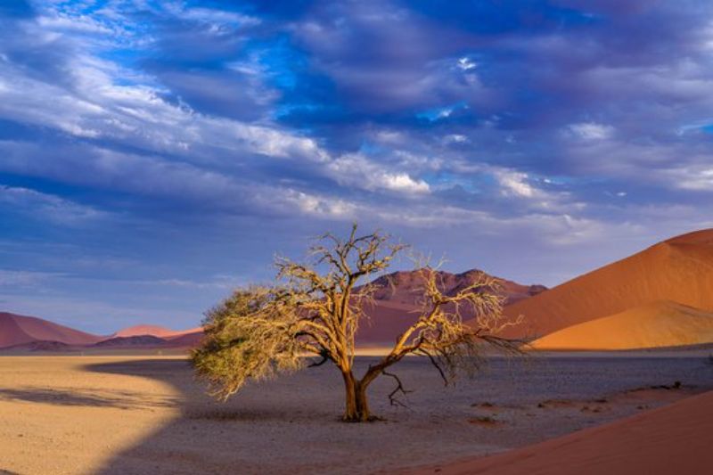 Dead Tree and red sand dunes in Sossusvlei, Namibia