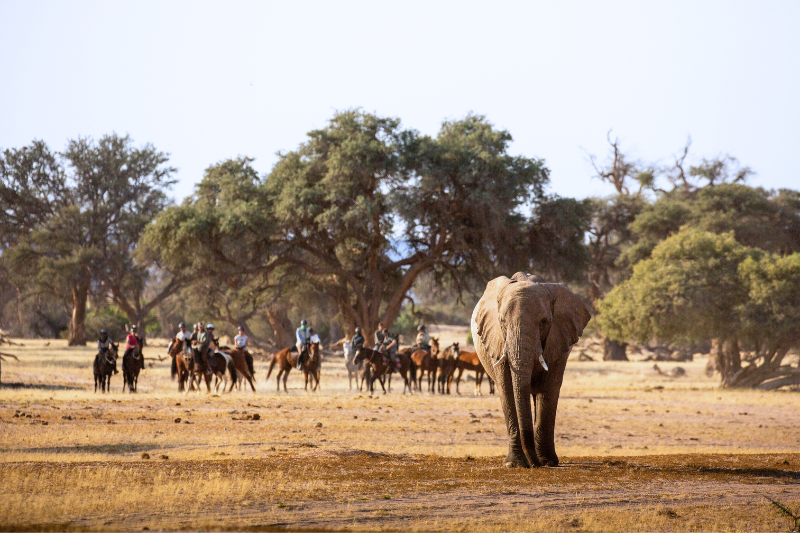 Horse riding in Damaraland Namibia with elephants