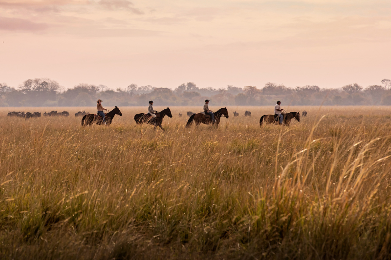 Horse riding with wildebeest in Zambia