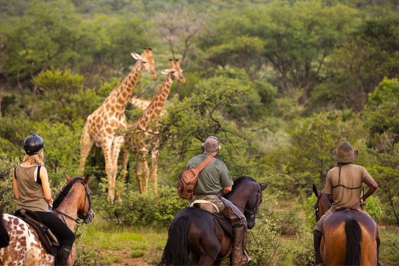 Horse riding with giraffes in South Africa
