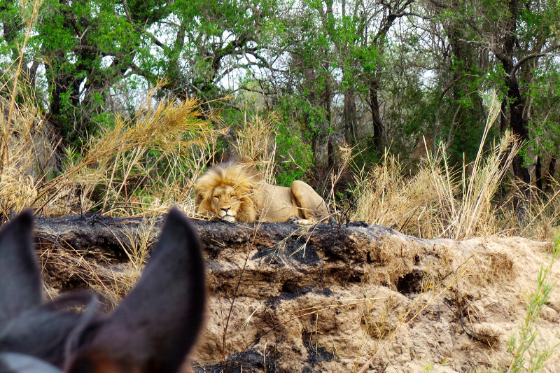 Lion seen through the horses ears in the Kruger