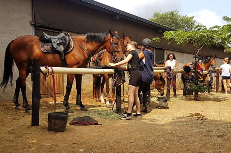 Grooming horses at African Dream