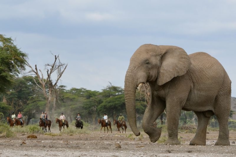 Horse riding with elephants in Arusha National Park