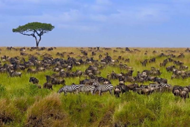 Witness the herds of zebra, wildebeest and gazelle in the Serengeti