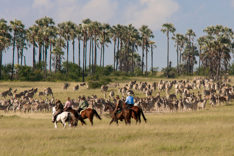 Horse riding with zebra in the Makgadikgadi Salt Pans