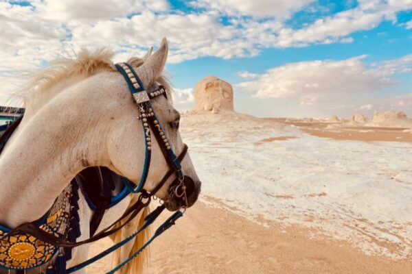 Egypt white desert (7)