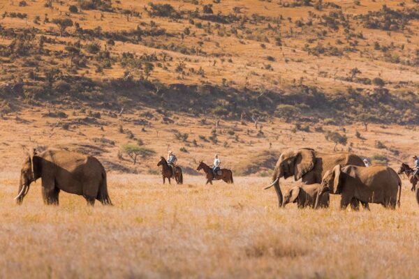 African Horse Safaris Lewa Wilderness Kenya (52) African Horse Safaris Lewa Wilderness Kenya (52)