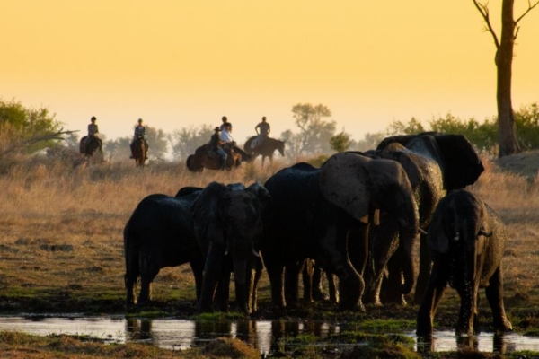 Cha Cha Metsi Okavango Delta 2 (1) Seeing elephants on horseback in the Okavango Delta