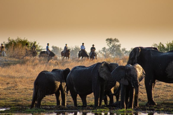Horse riding with elephants at Cha Cha Metsi in the Okanvango Delta