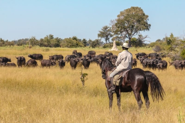 See vast herds of buffalo from horseback in the Okavango Delta