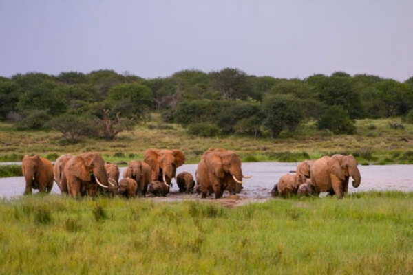 Elephants at Sosian Lodge Kenya