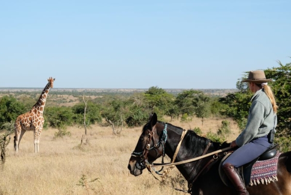 Horse riding with giraffe on a equestrian working holiday in Kenya