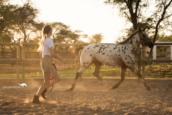 Girl and appaloosa horse doing Natural Horsemanship in Namibia