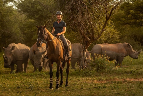 Horse and rider with rhinos