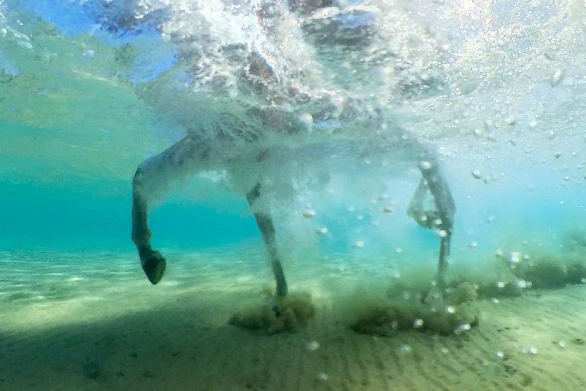 grey horse moving through the ocean in makadi bay looking at the horses legs from under the water